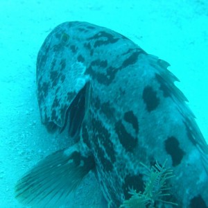 Grouper (being cleaned)