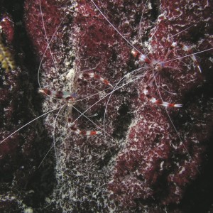 Banded Coral Shrimp