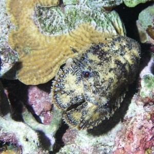 Slipper Lobster