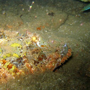 Scorpionfish