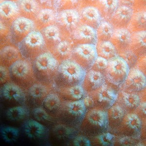 AA_Coral_Polyps