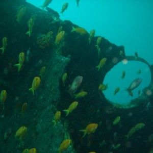 The Produce wreck just north of Aliwal Shoal. .