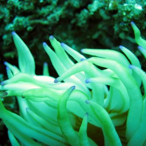 anenome_tentacles