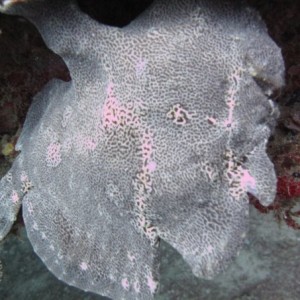 GAINT FROGFISH