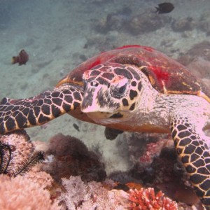 SEA TURTLE