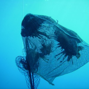 Bagged lionfish
