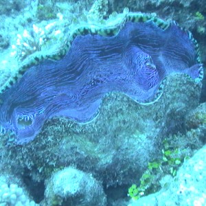 GIANT_CLAM7