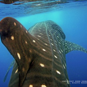 WHALE SHARK, ISLA DE MUJERES, MEXICO