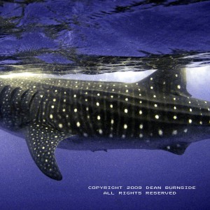 WHALE SHARK, ISLA DE MUJERES, MEXICO