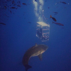 GREAT WHITE AND CAGE