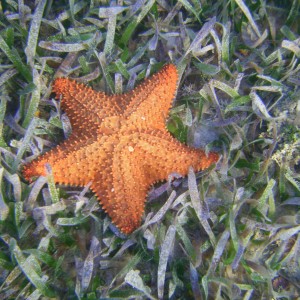 Roatan starfish