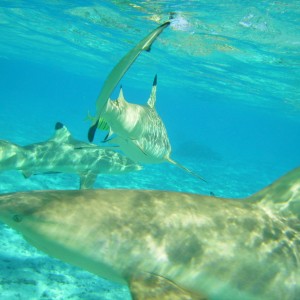 Bora Bora blacktip sharks