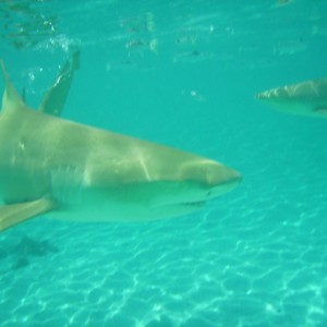 Bora Bora Lemon shark