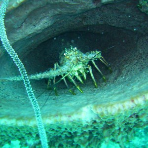 Belize lobster