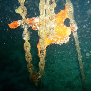 Maui frogfish