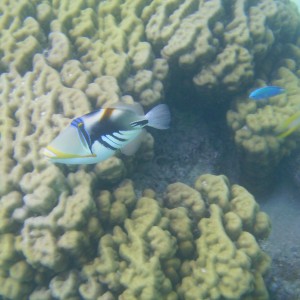 Bora Bora triggerfish