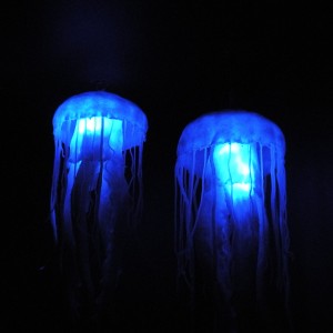 nighttime jellyfish