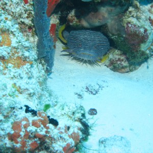 Splendid Toad Fish