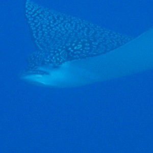 Spotted Eagle Ray