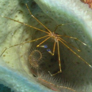 Arrow crab in sponge