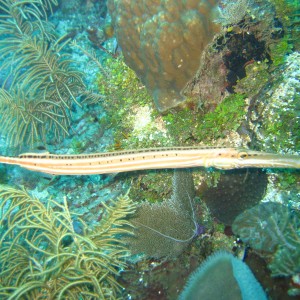 Trumpetfish