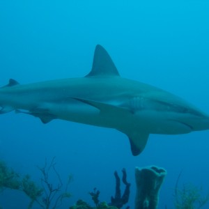 Carribean Reef Shark