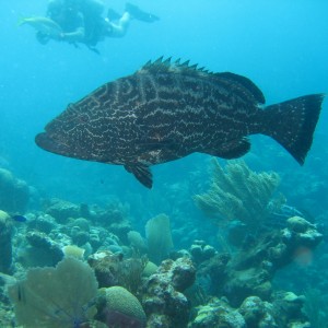 Grouper