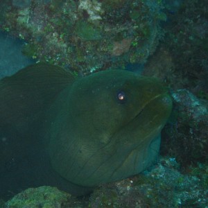 Morey Eel