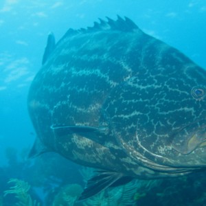 Grouper