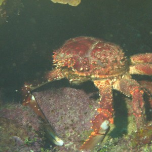 Crab