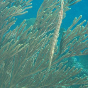 Trumpetfish