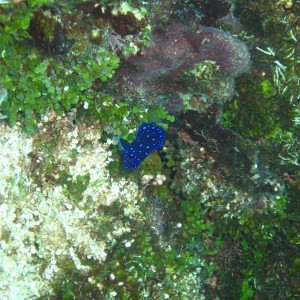 Juv Yellowtail Damselfish (Disco Fish)