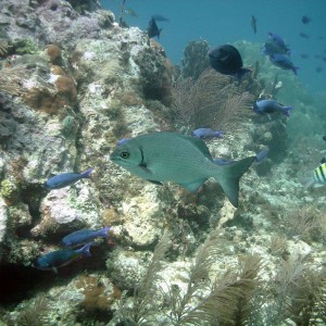 Bermuda Chub