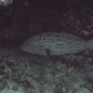 Black Grouper