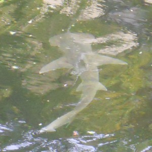 Bonnethead