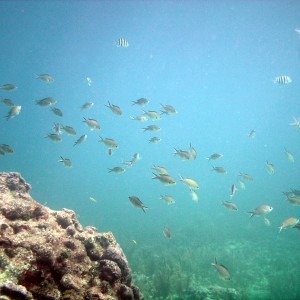 Brown Chromis