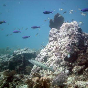 Creole Wrasse - Barracuda