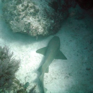 Nurse Shark