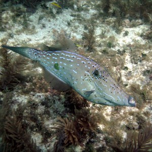 Scrawled Filefish