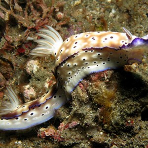 Ribescia tryoni tailing