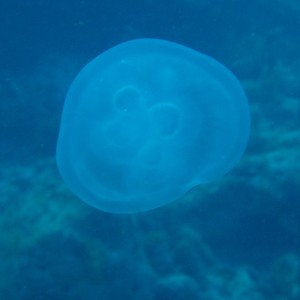 Jelly Fish