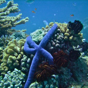 GBR, Australia