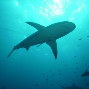 GBR, Australia