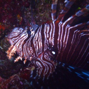 GBR, Australia