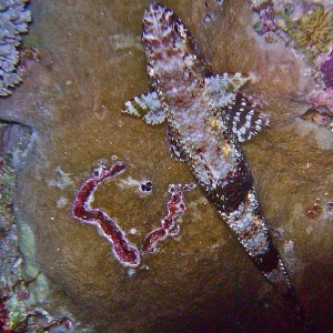 GBR, Australia