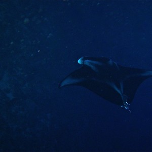 GBR, Australia