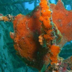 GIANT FROGFISH