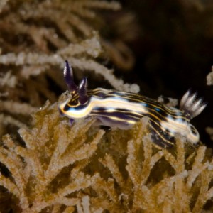 nudi_23