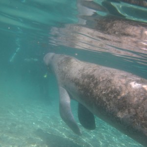 2010-01-22 Three Sisters Springs - Manatee