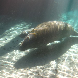 2010-01-22 Three Sisters - Manatee and Pup